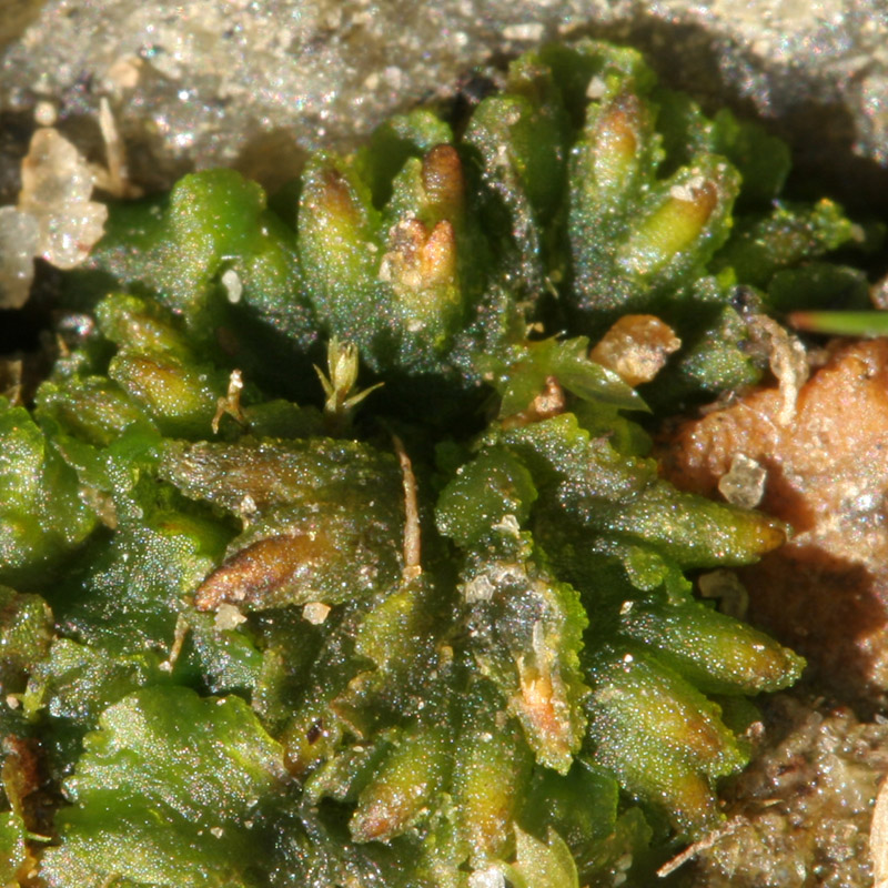 Notothylas orbicularis